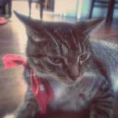 TheGolden DiamondPlayz