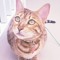 mialechat