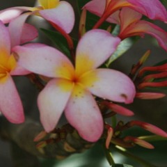 Ana Beatriz Portela 2