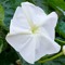 Luna Moonflower