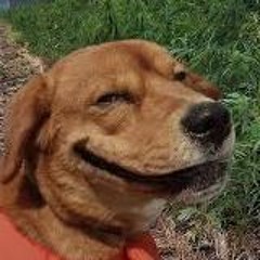 dankdog