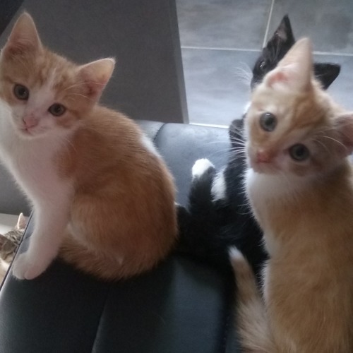 stream-billie-westgate-music-listen-to-songs-albums-playlists-for