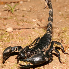 Day Scorpion