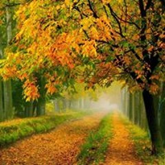 محمد ثائر ديب