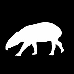 Tapir