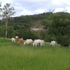 tonoka