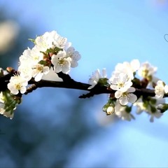 peacefulnaturedream