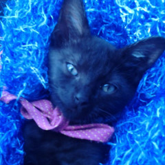 xxkittensoulsxx