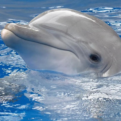 Just A Dolphin
