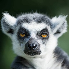 Lemur