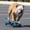 xXBulldog465Xx
