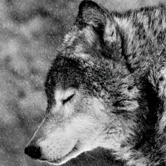 Black Wolf