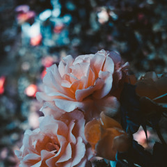 Ccmoore__