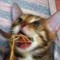 SpaghettiCat