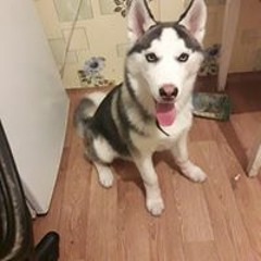 Вася Калашников