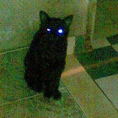 Vildkatt