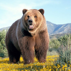 Grizzly Bear
