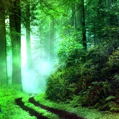 Gloom Forest Photography