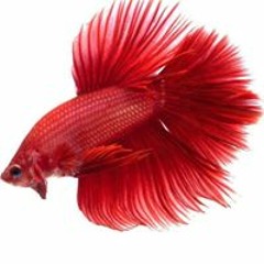 Red Diamond