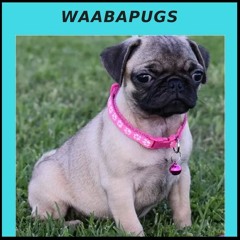 Stream Waaba Pugs music Listen to songs albums playlists for