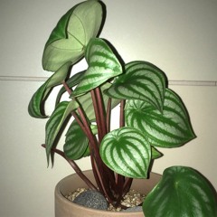peperomia