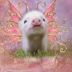 Cutebabypig