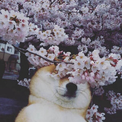 Sakura Chan