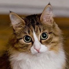 Илья Вахрушев