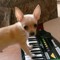 Smol Beats