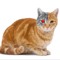 RoboboCat