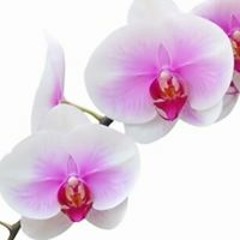 Poupée Kréole Négresse