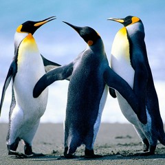 Os 3 Pinguim