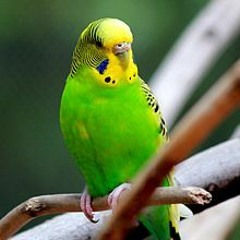 parabirb