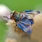 ymbultimathule