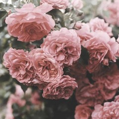 Manar_H