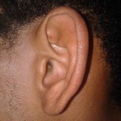 Auris Stillabunt Produxi