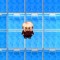 danny of graal