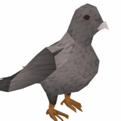 Pigeon