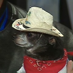 DJ PUPPY