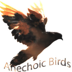 Anechoic Birds