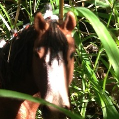Horse Hideout