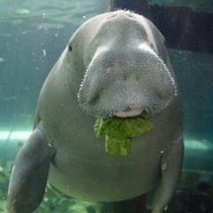 The LittleDugong