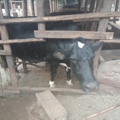 Chakula - The Food Security Podcast