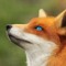 Grandfox