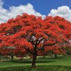 Flamboyant Hill