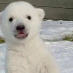 Papiga2_