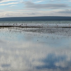 flaminq