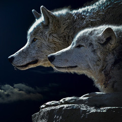 Golden Wolf