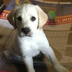 @dosmertiodin archive