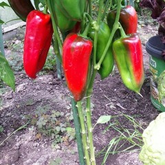 moestuin plezier